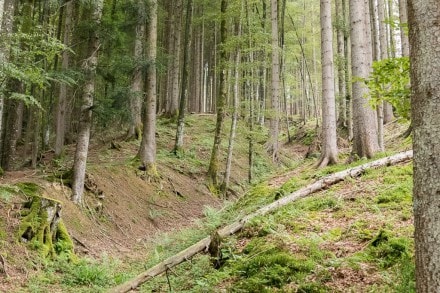Oberallgäu: Romantischer Waldweg zu dem Alm Hütten (Immenstadt)