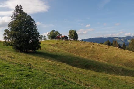 Oberallgäu: Pfarr Alpe (Missen)