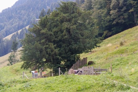 Oberallgäu: 2000 jährige Eibe (Balderschwang)