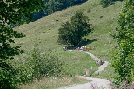 Oberallgäu: 2000 jährige Eibe bei Balderschwang (Altusried)