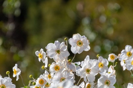 Weiße Blume
