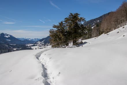 Oberallgäu: 2000 jährige Eibe bei Balderschwang (Balderschwang)