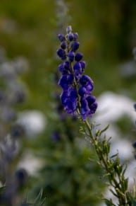 Blauer Eisenhut
