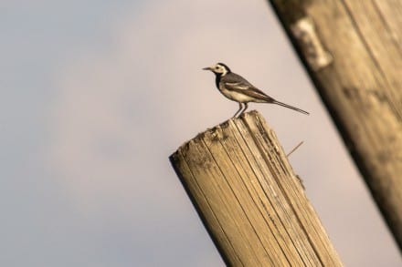 Vogel
