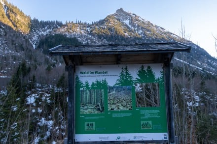 Oberallgäu: Wald im Wandel (Bad Hinterstein)