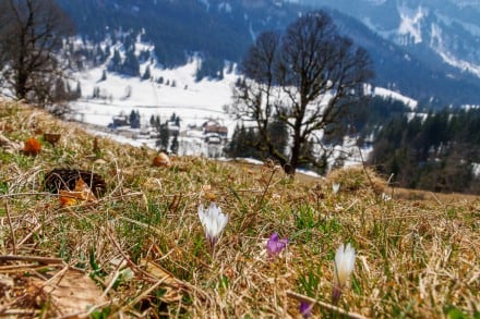 Krokusse
